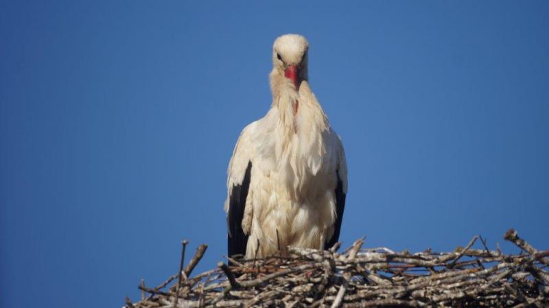  auch er wartet noch auf den Sommer, erstes bewohntes Sorchennest