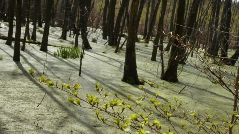 erstes zartes Grün bricht durch